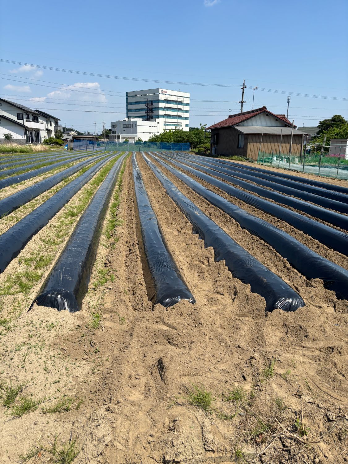 マルチ張り